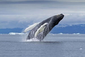Breaching Gallery: Greenland, Ilulissat, Humpback Whale (Megaptera)