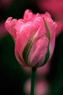 Images Dated 28th December 2006: Greenland Tulip, Butchart Gardens, British