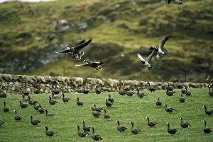 Islay Prints: Greenland White-fronted Geese Isle of Islay