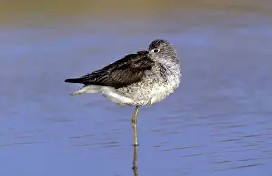 Greenshank
