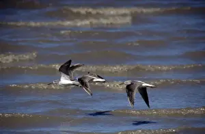 Greenshanks Prints: Greenshank - Cairns - Australia