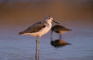 Greenshanks Prints: Greenshank CK 1274 Tringa nebularia © Chris Knights / ARDEA LONDON