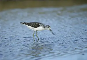 Greenshank - Feeding Snettisham RSPB Reserve, Norfolk, UK BI006870