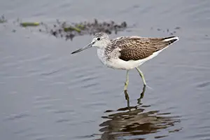 Greenshank - Hayle estuary - Cornwall - UK