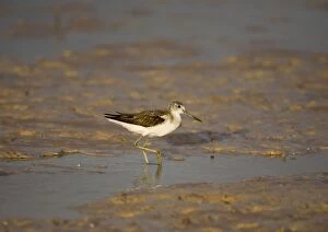 Images Dated 15th October 2006: Greenshank At Roebuck Bay, Broome, Western Australia. Breeds northern Europe and Asia
