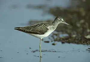 Greenshanks Prints: Greenshank Snettisham RSPB Reserve, Norfolk, UK BI006533