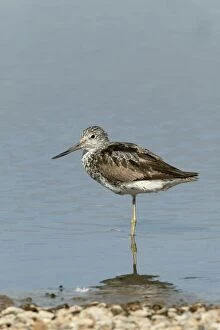 Images Dated 2nd August 2003: Greenshank - standing on one leg at waters edge relaxing, August. North Norfolk, U.K