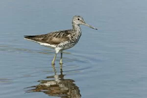 Images Dated 2nd August 2003: Greenshank - standing in shallow water on migration, August. North Norfolk, U.K