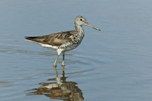 Images Dated 2nd August 2003: Greenshank - standing in shallow water on migration, August. North Norfolk, U.K