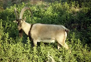 Crete Prints: Gretan Goat - male