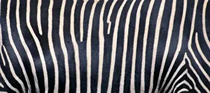 Coats Prints: Grevy's Zebra - Close up of stripes. Samburu National Park, Kenya, Africa