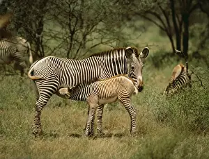 Foals Prints: Grevy's Zebra ED 274 Samburu