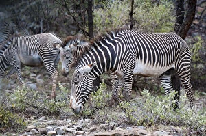 Samburu Gallery: Grevy's Zebra (Equus grevyi), Samburu National