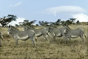 Grevy's Zebra - group. Samburu National Park - Kenya - Africa