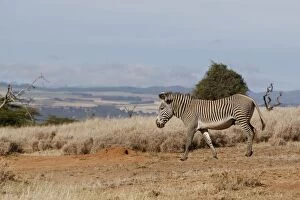 Images Dated 15th January 2007: Grevy's Zebra - Lewa Wildlife Conservancy - Northern Kenya