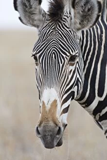 Images Dated 24th July 2008: Grevy's Zebra Lewa Wildlife Conservancy, Kenya