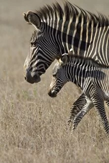 Images Dated 16th January 2007: Grevy's Zebra - mother and young foal - Lewa Wildlife Conservancy - Northern Kenya
