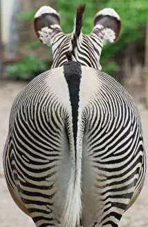 Images Dated 25th April 2011: Grevy's Zebra - rear end
