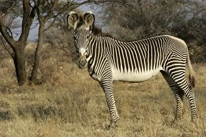 Images Dated 13th August 2004: Grevy's Zebra. Samburu National Park - Kenya - Africa