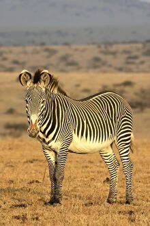 Images Dated 10th August 2004: Grevy's Zebra. Samburu National Park - Kenya - Africa