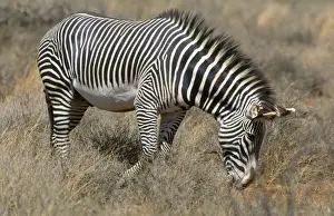 Grevy's Zebra Samburu National Park, Kenya, Africa