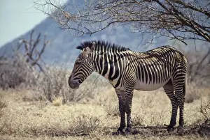 Grevy's zebra - sheltering in shade of tree. Confined to Somali Arid Zone, inhabiting Acacia-Commiphora thornbush. Samburu Game Reserve, Kenya