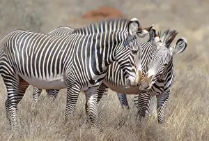 Zebras Prints: Grevy's Zebra - small group with pair nuzzling - Samburu National Reserve - Kenya JFL15454