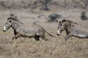 Images Dated 17th January 2007: Grevy's Zebra - stallions chasing each other - Lewa Wildlife Conservancy - Northern Kenya