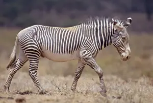 Walking Prints: Grevy's Zebra - walking - Samburu National Reserve - Kenya JFL02408