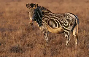 Grevy's Zebra WAT 1681 Kenya, Africa. Equus grevyi © M. Watson / ARDEA LONDON