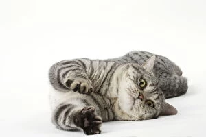 Hair Gallery: Grey American Shorthair cat in the studio