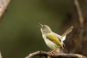 Grey Backed Camaroptera / Bleating Warbler Singing during mating season Waterberg Plateau Park, Namibia, Africa