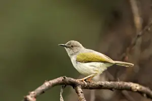Grey Backed Camaroptera / Bleating Warbler Singing during mating season Waterberg Plateau Park, Namibia, Africa