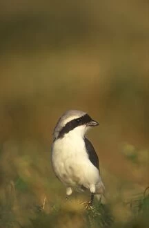 Grey-Backed Fiscal Shrike - On the ground to pick up a morsel of food