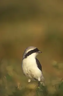 Shrikes Prints: Grey-Backed Fiscal Shrike. On the ground to pick up a morsel of food