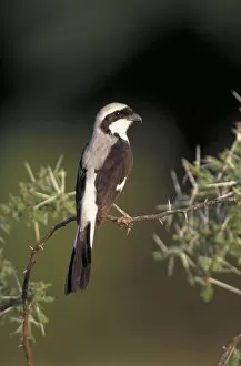 Images Dated 3rd June 2008: Grey-Backed Fiscal Shrike - Perched in acacia bush