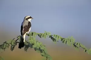 Grey-Backed Fiscal Shrike - Perched in holding nest material