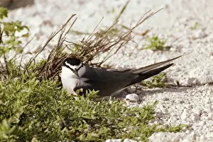 Grey-backed / Spectacled Tern FG 4297 Sterna lunata © Francois Gohier / ARDEA LONDON