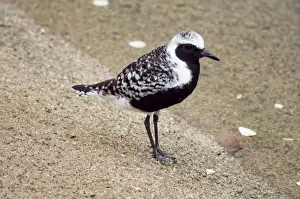 Grey / Black-bellied Plover