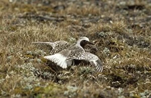Grey / Black-bellied PLOVER - feigning injury