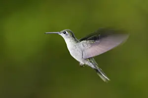 Venezuela Prints: Grey-breasted Sabrewing Hummingbird. Bolivar State - Venezuela