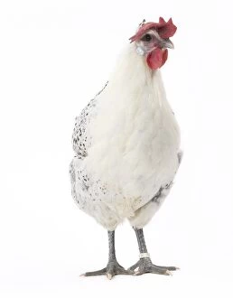 Comb Gallery: Grey Bresse-Gauloise Chicken hen