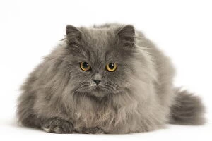 Hair Gallery: Grey British Longhair cat indoors