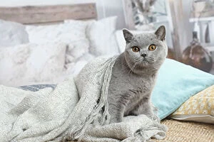 Images Dated 16th November 2020: Grey British Shorthair cat indoors in the living room