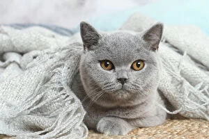 Images Dated 16th November 2020: Grey British Shorthair cat indoors in the living room