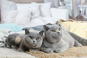 Images Dated 16th November 2020: Grey British Shorthair cats indoors in the living room