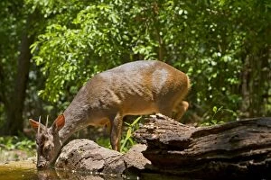 Images Dated 21st October 2011: Grey Brocket Deer