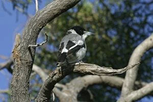 Images Dated 19th March 2003: Grey Butcherbird Arid Lands Botanic Gardens, Port Augusta, S. A. Australia