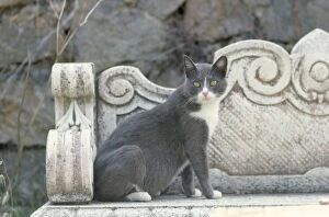Grey Cat - in Italy