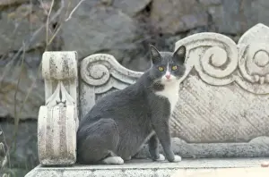 Benches Prints: Grey Cat - in Italy